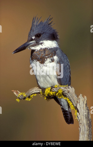 Belted Kingfisher - Megaceryle alcyon Foto Stock