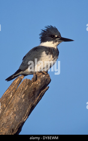 Belted Kingfisher - Megaceryle alcyon - maschio Foto Stock