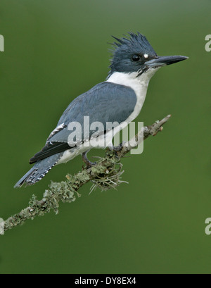 Belted Kingfisher - Megaceryle alcyon - maschio Foto Stock