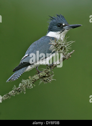 Belted Kingfisher - Megaceryle alcyon - maschio Foto Stock