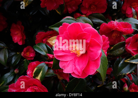 Camellia japonica in fiore, REGNO UNITO Foto Stock