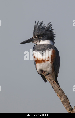 Belted Kingfisher - Megaceryle alcyon - femmina Foto Stock