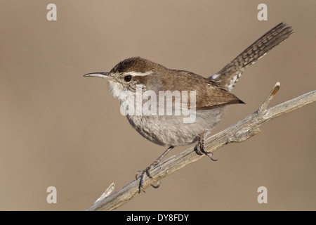 Bewick di Wren - Thryomanes bewickii Foto Stock