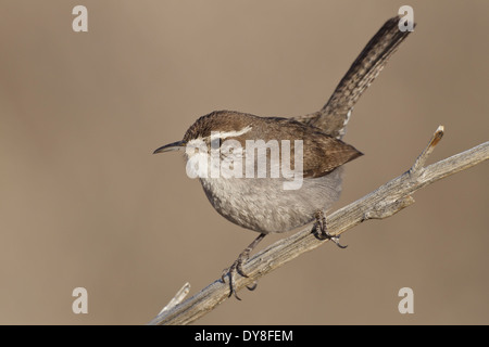 Bewick di Wren - Thryomanes bewickii Foto Stock