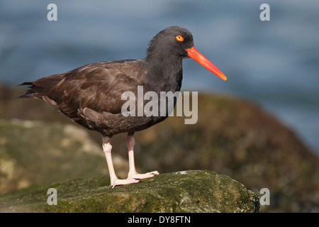 Nero - Oystercatcher Haematopus bachmani Foto Stock