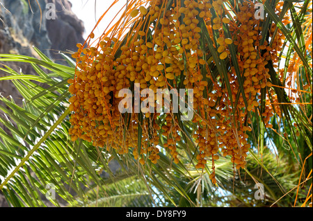 Palma da dattero Foto Stock