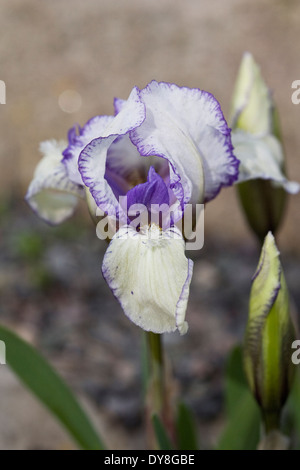 Iris 'Knick talento". Nana iris barbuto. Foto Stock