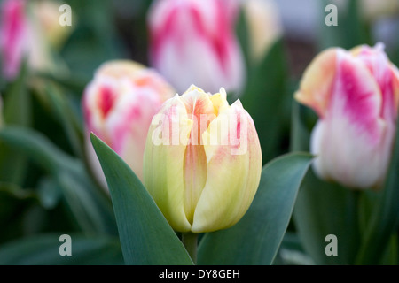 Tulipa 'Piacere' nel giardino. Foto Stock