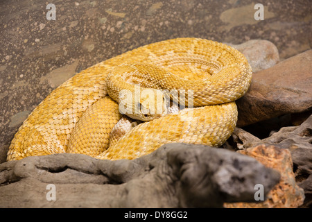 Stati Uniti d'America, Arizona, Tucson, Arizona-Sonora Desert Museum , Western Diamondback Rattlesnake (Crotalus atrox). Foto Stock