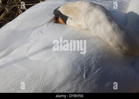 Dettaglio di una femmina di cigno (PEN) e piume mentre incubando le uova in un nido. Foto Stock