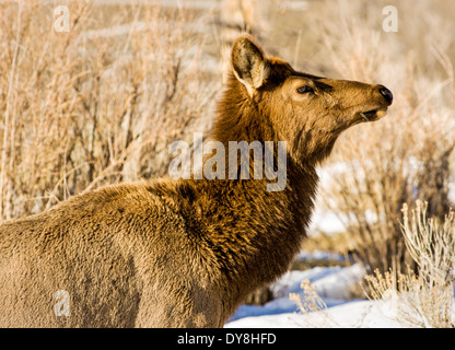 Elk, wapiti, Cervus canadensis, Cervidae, cervi, il Parco Nazionale di Yellowstone, Wyoming USA Foto Stock