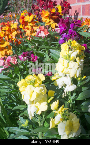 Wallflowers colorati (Cheiranthus Erysimum) varietà tappeto persiano. Foto Stock