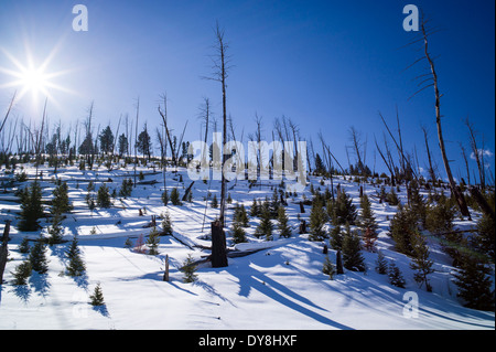 Abete di Douglas, forest fire masterizza, 1988, LAGO PERDUTO & Blacktail Plateau, il Parco Nazionale di Yellowstone, Wyoming USA Foto Stock