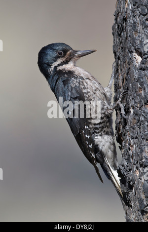 Nero-backed Woodpecker - Picoides arcticus - femmina adulta Foto Stock