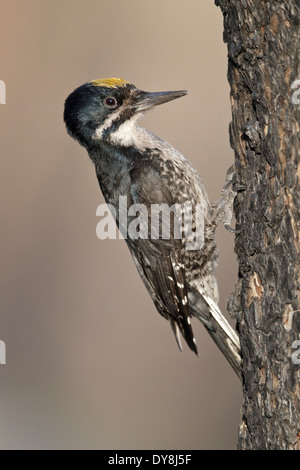 Nero-backed Woodpecker - Picoides arcticus - maschio adulto Foto Stock