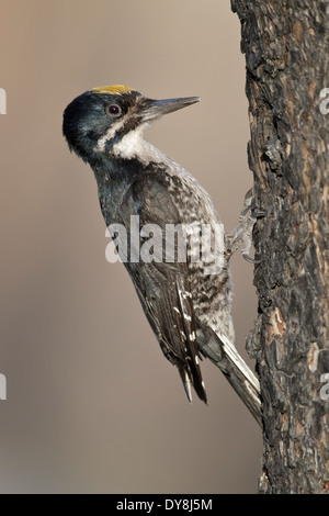 Nero-backed Woodpecker - Picoides arcticus - maschio adulto Foto Stock