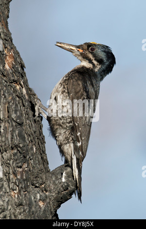 Nero-backed Woodpecker - Picoides arcticus - maschio adulto Foto Stock