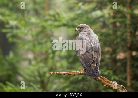 Comune Poiana (Buteo buteo) appollaiato su un ramo Foto Stock