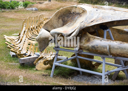 Un padrone di casa a Port Stanley nelle isole Falkland che ha creato un museo della balena, con un anti-caccia alla balena slant. Foto Stock