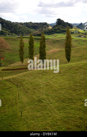 Lombardia sugli alberi di pioppo in una vallata a Waitomo, Nuova Zelanda. Foto Stock