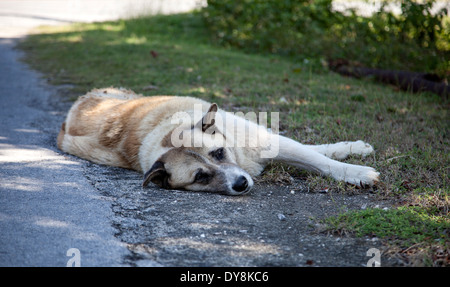 Cane di riposo in ombra lungo la strada a Harbour Island. Foto Stock