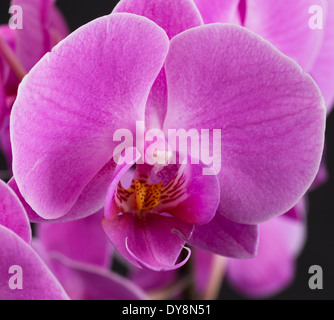 Extreme close up fiore rosa orchidea pastello Foto Stock