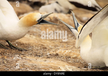 Una coppia di adulti Australasian sule in lotta per lo spazio di nido in un ermeticamente imballati rookery. Foto Stock