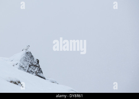 Una Pernice bianca nelle highlands scozzesi Foto Stock