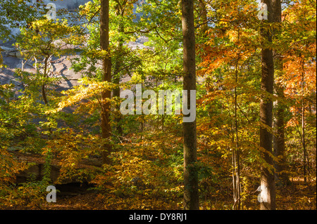 Colori d'Autunno alberi accese nella luce del sole di mattina contro le piste di granito di Stone Mountain Park di Atlanta, Georgia, Stati Uniti d'America. Foto Stock