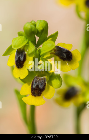 Ophrys giallo (Ophrys lutea) fiori, Spagna Foto Stock