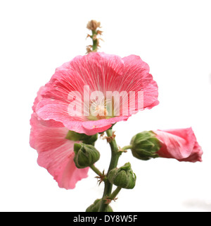 Bellissimo fiore hollyhock isolati su sfondo bianco Foto Stock