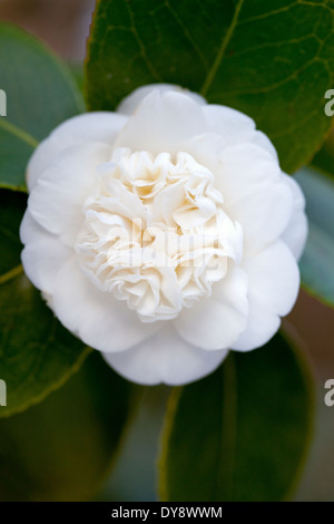 Close up di Camellia japonica nobilissima. Dicembre, l'inverno. Arbusto. Unico fiore bianco. Foto Stock