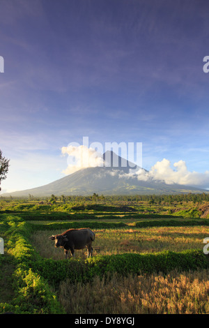 Filippine, Souteastern Luzon, Bicol, Vulcano Mayon Foto Stock