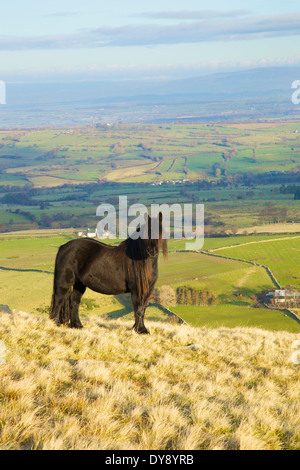 Cadde pony. Carrock cadde, Lake District, Cumbria, Inghilterra, Regno Unito. Foto Stock