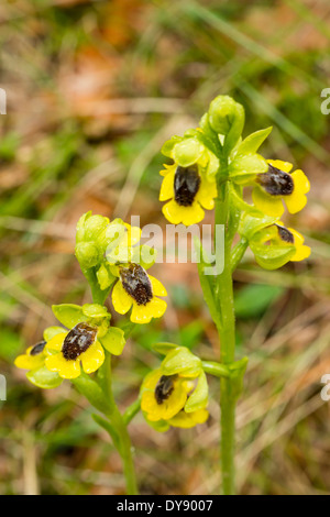 Ophrys giallo (Ophrys lutea) fiori, Spagna Foto Stock