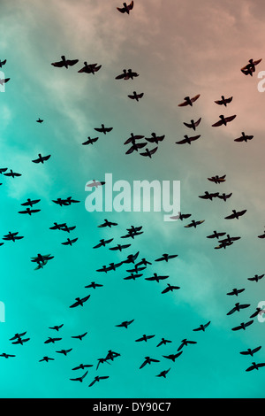 Stormo di colombe (Columbidi) battenti nella parte anteriore del cielo nuvoloso, vista dal basso Foto Stock