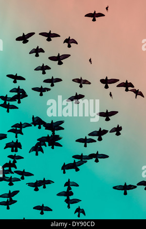 Stormo di colombe (Columbidi) battenti nella parte anteriore del cielo Foto Stock