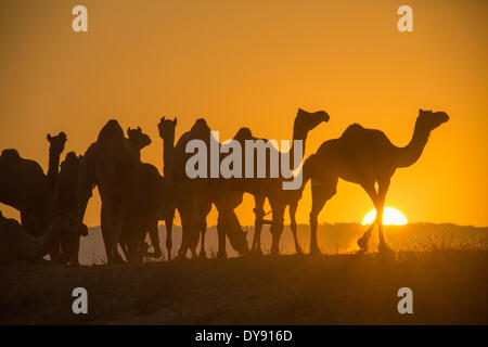 Pushkar Mela mercato di cammelli cammelli dromedari Pushkar Rajasthan India Asia India animali mercato Tramonto Tramonto, Foto Stock