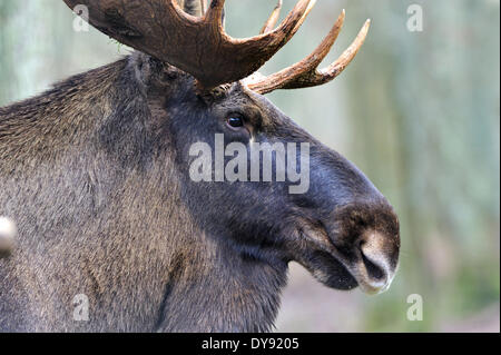 L'Alce Elk Alces alces Nuovo Mondo cervi selvaggi elk-ungulato Stag Cervo stags europeo Alce Elk bull elk autunno anim animali Foto Stock