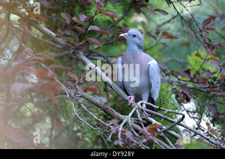 Woodpigeon Columba palumbus piccione piccioni campo Campo di piccione piccioni colombacci piccioni e colombe uccelli bird rami nodi, Foto Stock