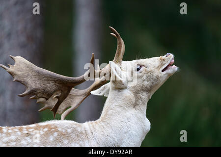 Daini caprioli cervi cervi selvaggi-ungulato corna di cervidi Dama Dama solchi stagione buggle solchi chiamata rut animale animali Foto Stock