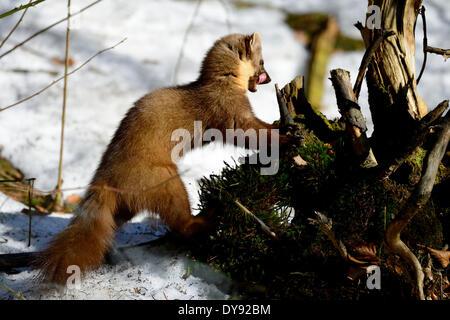 Martora, dolce martora, Martes martes, martora, golden robin, predator, predatori, canidi, animale, animali, Germania, Europa Foto Stock