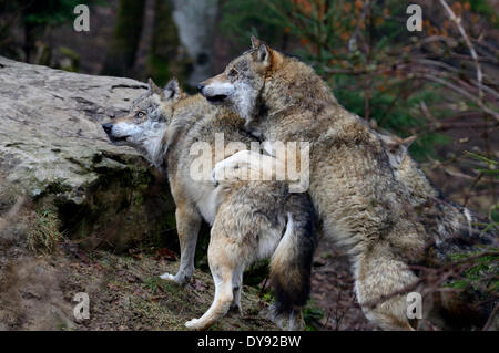 Canis lupus canidi Unione Lupo Lupo grigio lupi predatori predator Wolf inverno freddo della neve gelo Canine lupi di anima animale Foto Stock
