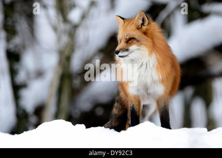 Red Fox, Fox, predator, canidi, astuto, Europeo, fox Vulpes vulpes, volpi, inverno pelliccia, neve, animale, animali, Germania, Europa Foto Stock