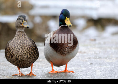 Anatra selvatica Mallard duck diving duck anatre acqua acqua uccelli bird Anas platyrhynchos uccelli Uccelli anatre selvatiche germani reali immersioni subacquee anatre Foto Stock