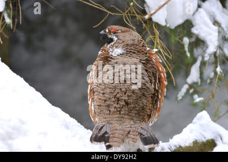 Hazel hen francolino di monte uccelli forestali hazel polli galline ovaiole uccelli di bosco uccelli Uccelli uccelli Uccelli selvatici Tetrastes bonasia chi Foto Stock