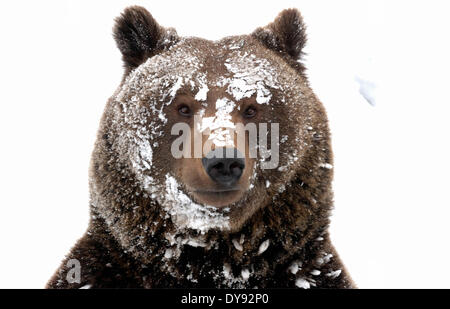 Orso bruno Orso europeo europeo di orso bruno predator Ursus arctos Ursus orso neve invernale Winter bear intrufolarsi animale animali, Foto Stock