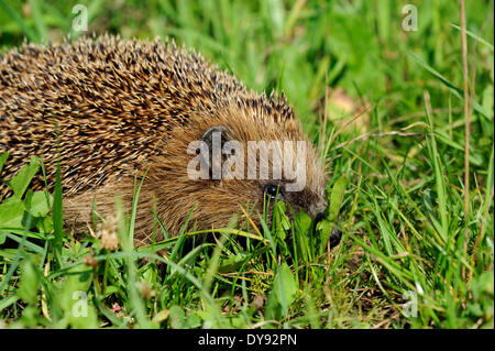 Riccio, irto, Erinaceus europaeus, comune riccio, Europeo, estate, riccio, estate, animali animali, Germania, Europa Foto Stock