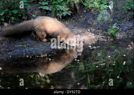 Martora Martora dolce Martes martes martora golden robin predator predatori canidi possono estate animali da pelliccia animali Germania UE Foto Stock