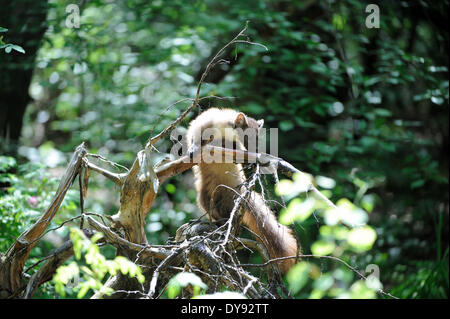 Martora Martora dolce Martes martes martora golden robin predator predatori canidi possono estate animali da pelliccia animali Germania UE Foto Stock